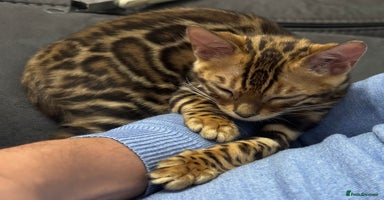 Bengal cats - Advert 1