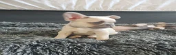 French Bulldog dogs for sale: 7 month old Frenchie girls loveable and cute  - Advert 6