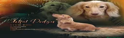 Dachshund dogs for sale: 5* True Minature Cream/Choc Dachshund Long Haired - Advert 9