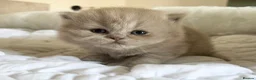 British Longhair cats for sale: ✨ Stunning TICA Reg British Longhair Kittens in Felixstowe - Advert 6