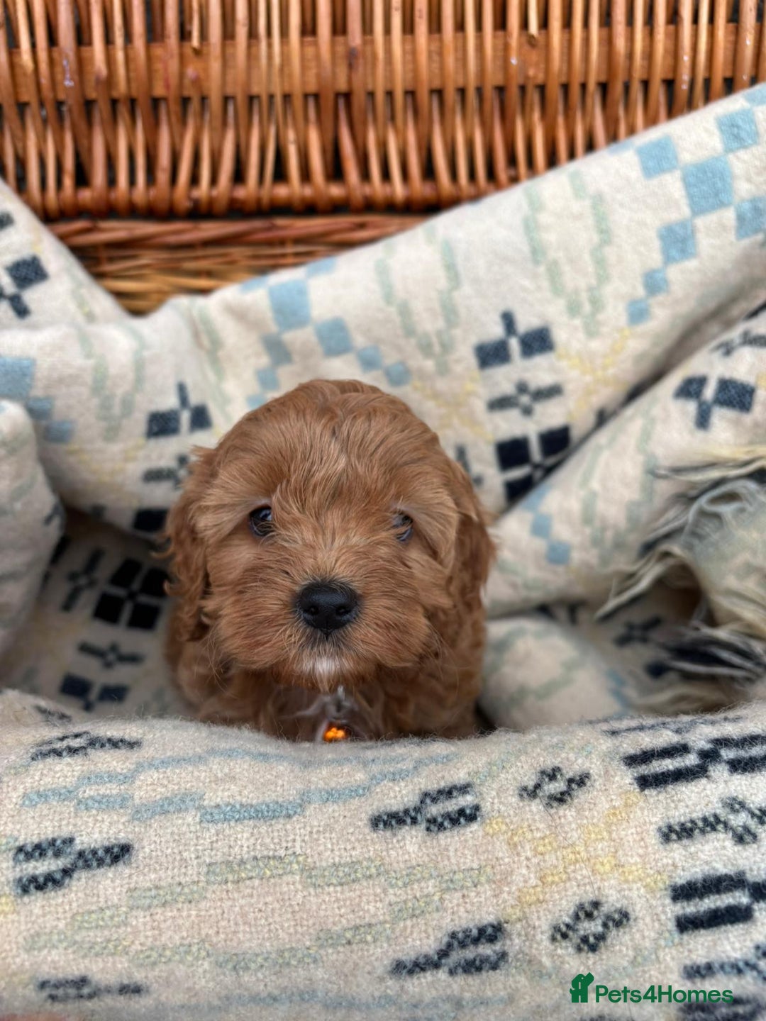 Cockapoo dogs for sale: ❤️ Tiny Deep Red Miniature F1b Cockapoo Pup's  - Image 36