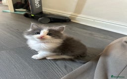 Ragdoll cats for sale: Reserved - Image 18