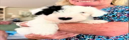 Sealyham Terrier dogs for sale: Two Male Sealyham Puppies in Andover - Advert 2