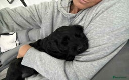 Cockapoo dogs for sale: Last puppy. Cockapoo Ready now.  - Image 6