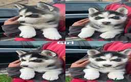 Siberian Husky dogs for sale: Siberian husky puppies  - Image 18