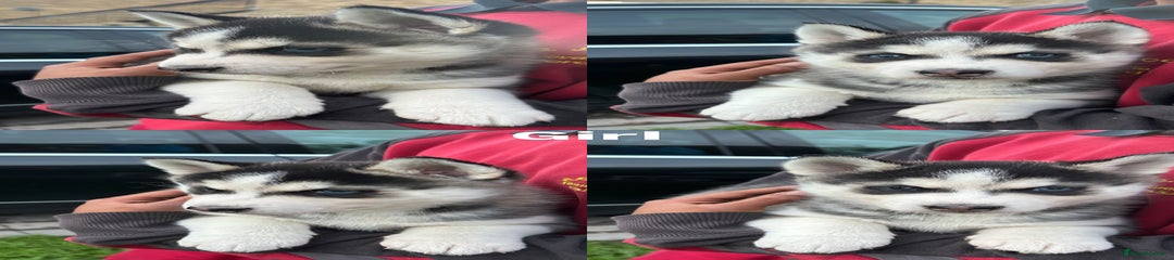 Siberian Husky Puppy 6