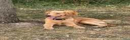 Mixed Breed dogs for sale: 7 months Golden Retriever x Cocker Spinal - Advert 3