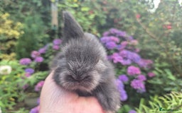 Angora rabbits for sale: 😍Large Angora babies- parents imported from 🇫🇷  - Image 8