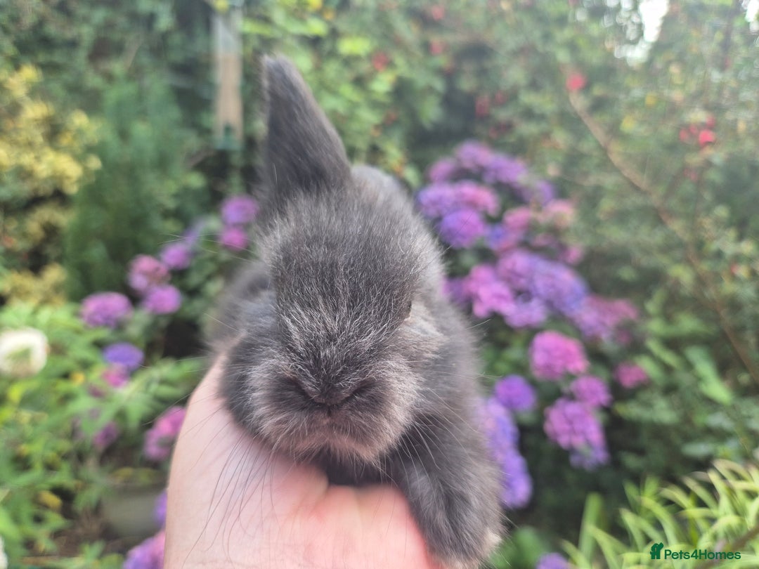 Angora rabbits for sale: 😍Large Angora babies- parents imported from 🇫🇷  - Image 8