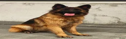 German Shepherd dogs for sale: Gorgeous long haired KC registered pups - Advert 13