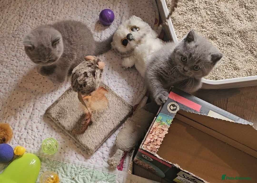 British Shorthair cats for sale: Pure british  shorthair  kittens  - Image 3