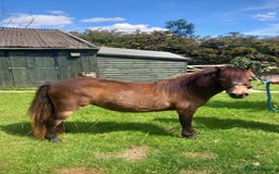 Shetland pony horses for sale: Registered miniature Shetland yearling filly  - Image 4