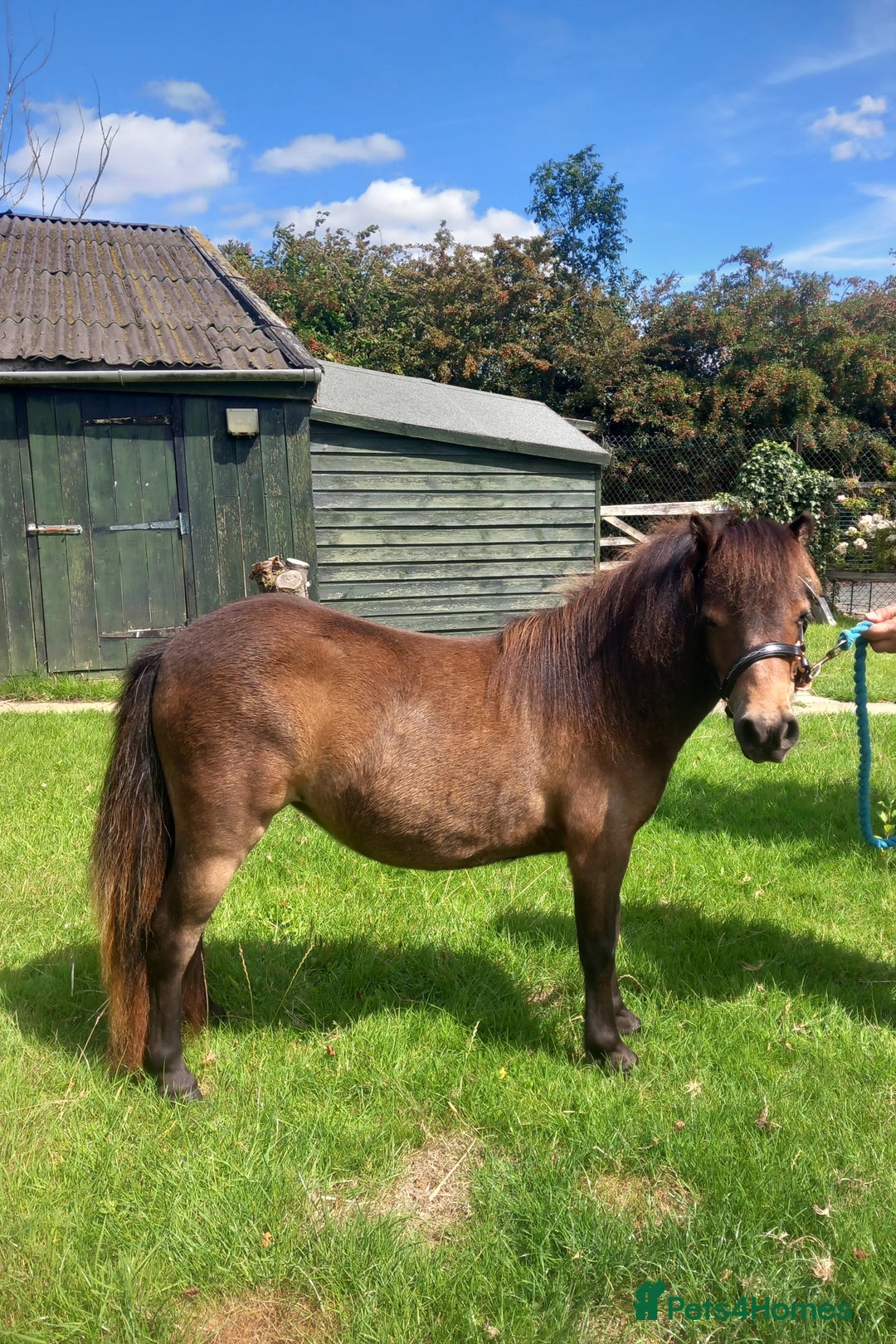Shetland pony horses for sale: Registered miniature Shetland yearling filly  - Image 4