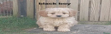 Cavapoo Puppy 2 black