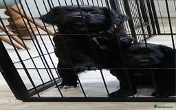 Cocker Spaniel dogs for sale: Working cocker spaniels - Advert 8