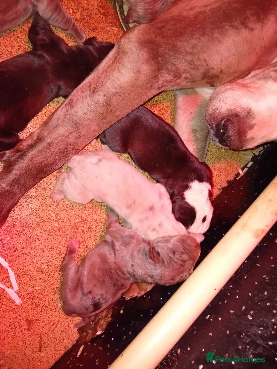 Mixed Breed dogs for sale: Taylors Minidane (Bulldane) Pups Available  - Image 24