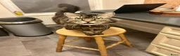Domestic Shorthair cats for adoption: Lucky is looking for special forever home  - Advert 16