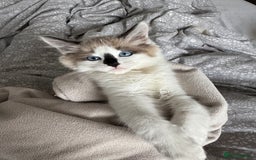 Ragdoll cats for sale: Beautiful Blue Ragdoll kitten for sale  - Image 5