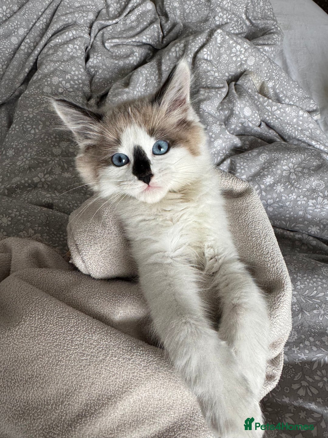 Ragdoll cats for sale: Beautiful Blue Ragdoll kitten for sale  - Image 5