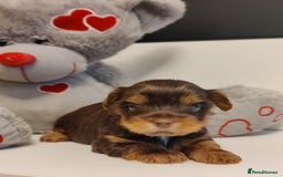 Yorkshire Terrier dogs for sale: Outstanding RARE Yorkshire terrier chocolate  - Image 7