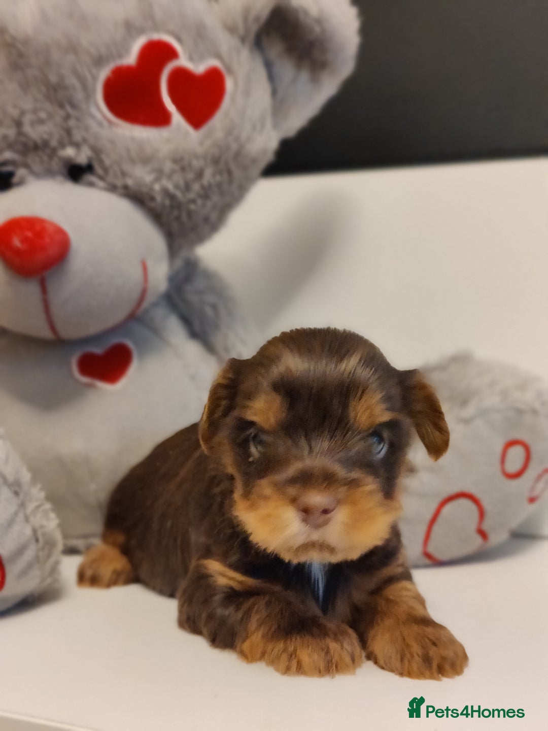 Yorkshire Terrier dogs for sale: Outstanding RARE Yorkshire terrier chocolate  - Image 7