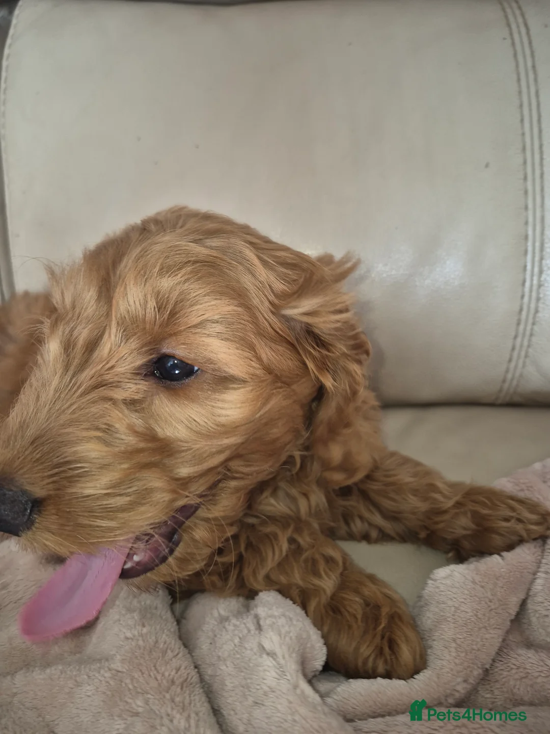 Cockapoo dogs for sale: F1 Cockapoo puppys - Advert 5