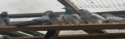 Mixed Breed birds for sale: Pakistani high flyers for sale  - Advert 8