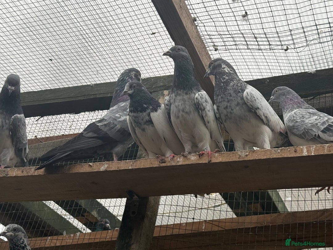 Mixed Breed birds for sale: Pakistani high flyers for sale  - Advert 8