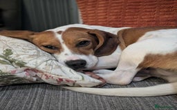 Beagle dogs for adoption: DOUG – 2 years old, Male, Beagle Boy - Advert 2