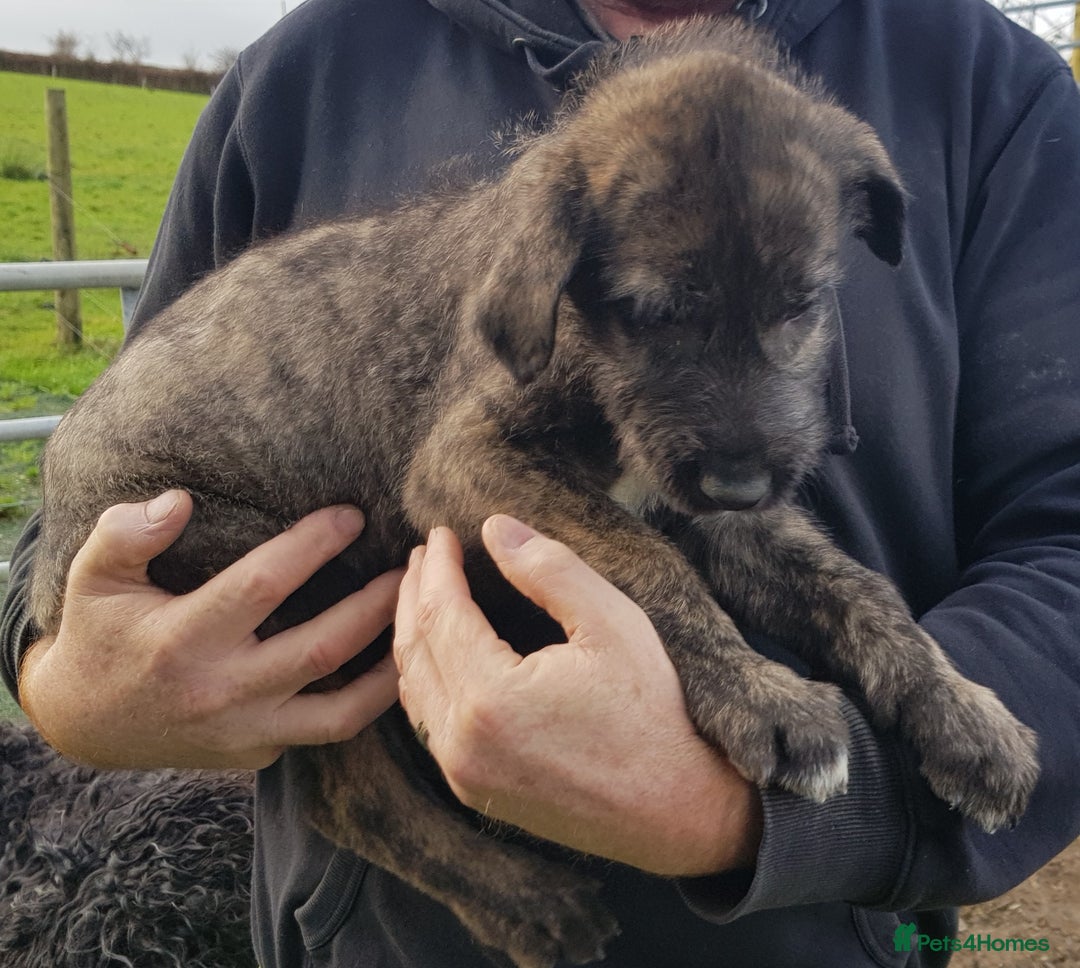 Irish Wolfhound dogs for sale: Irish Wolfhound Pups - Advert 7