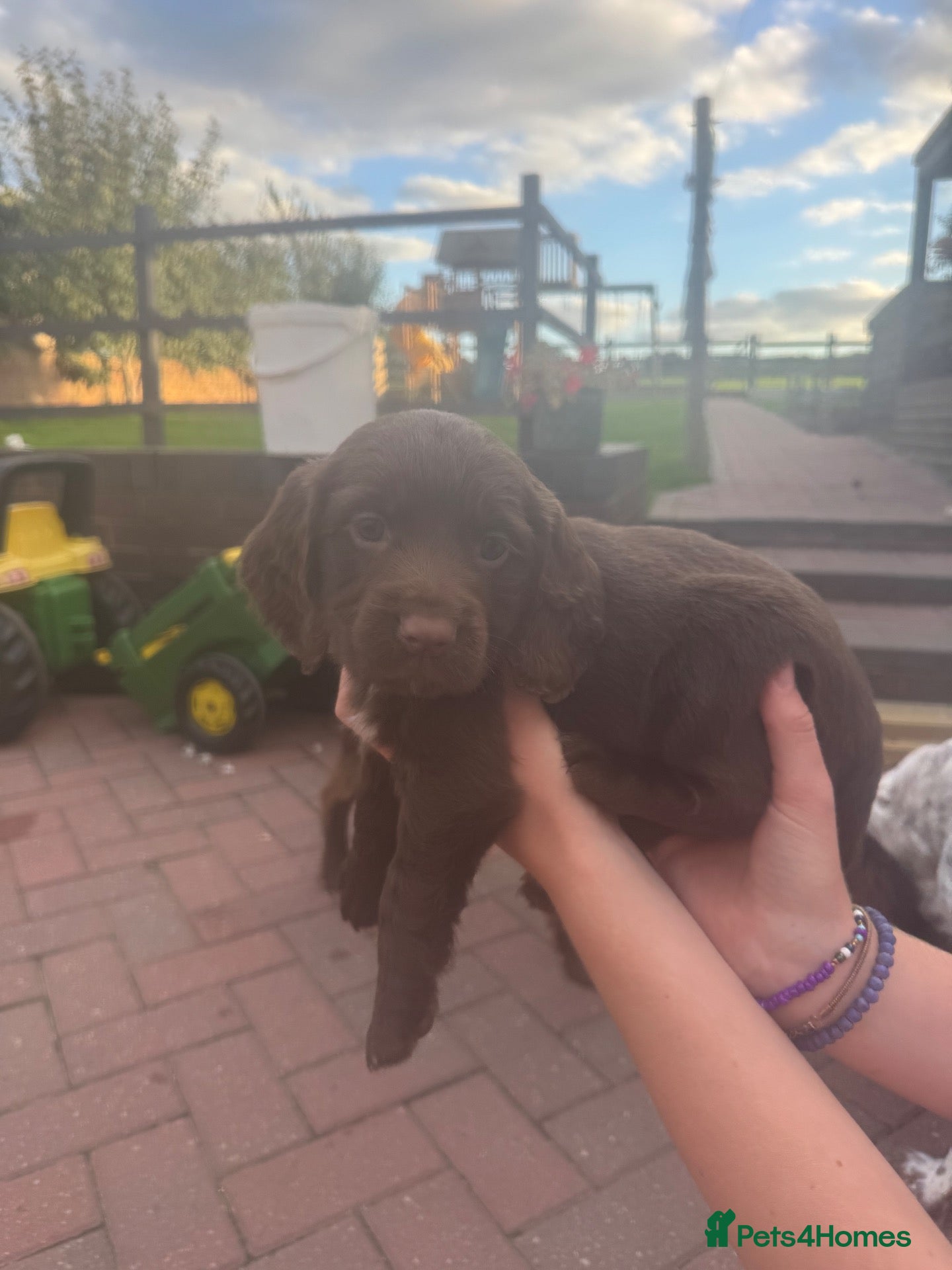 Sprocker dogs Sprocker spaniel puppies  - Advert 2