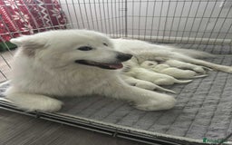 Samoyed dogs for sale: Adorable 6 Samoyed Puppies Waiting Forever Homes - Image 5