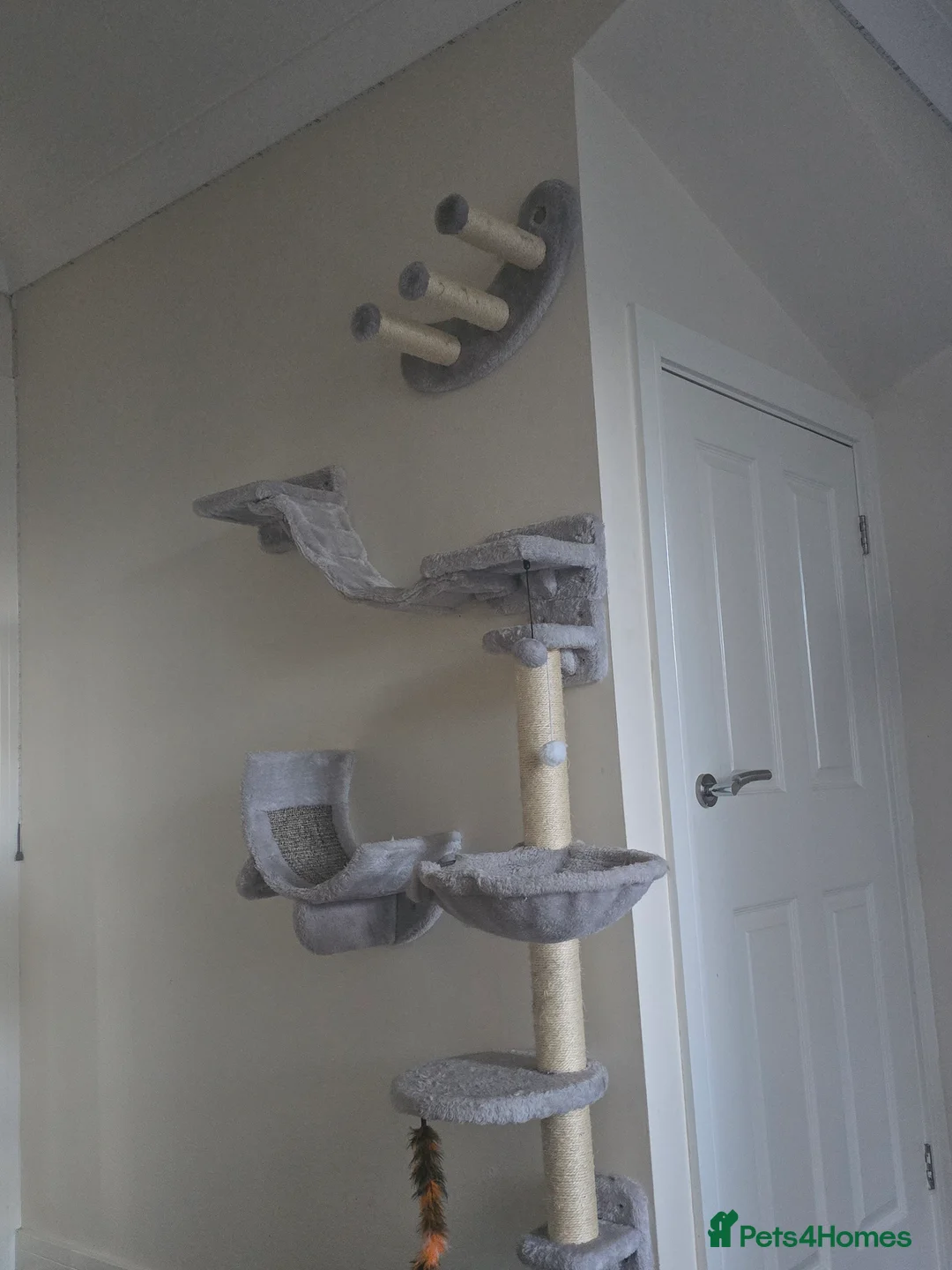 Mixed Breed cats for sale: Freya Black Female with lots of stuff  - Advert 7