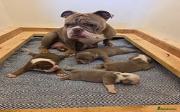 English Bulldog dogs for sale: Beautiful New english bulldogges  - Image 4