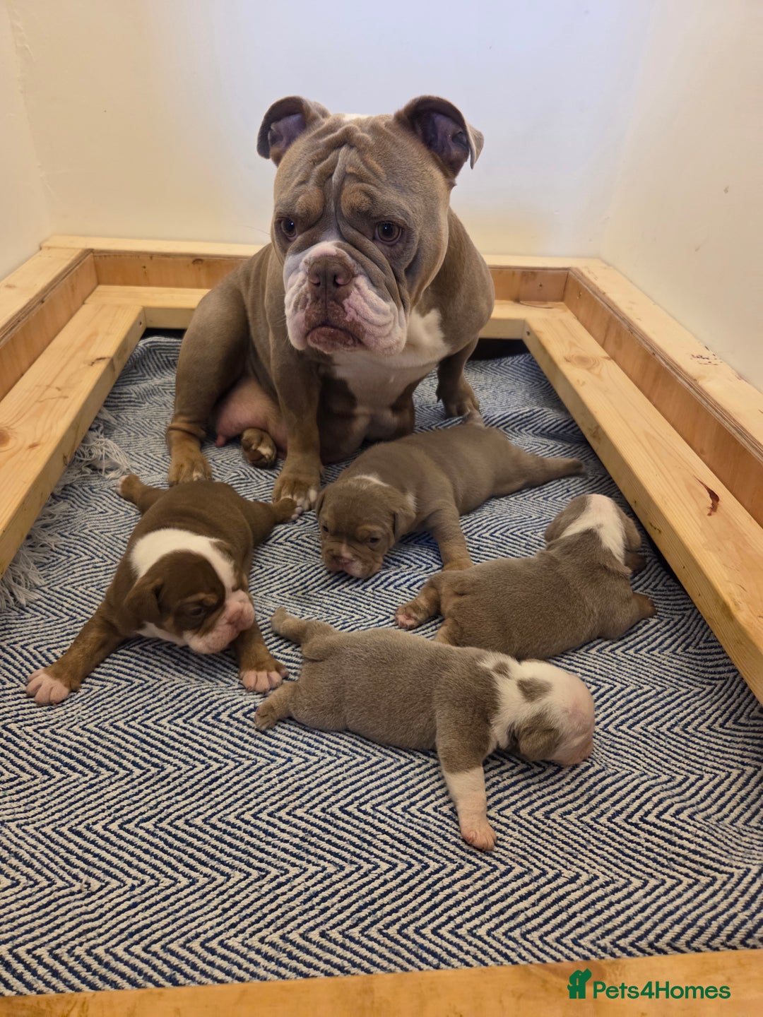 English Bulldog dogs for sale: Beautiful New english bulldogges  - Image 4