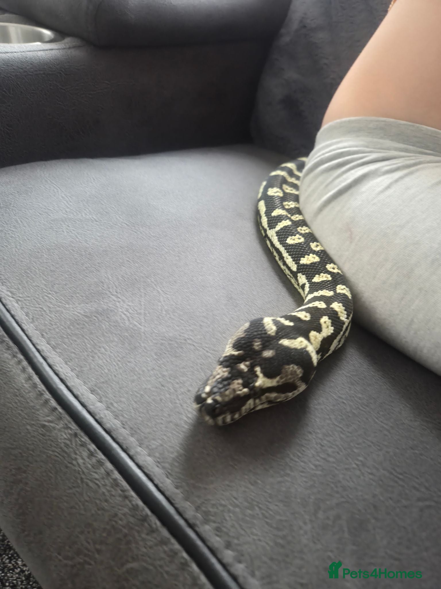 Python Snake reptiles Female Jungle Python  - Advert 1