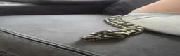 Python Snake reptiles for sale: Female Jungle Python  in Annan - Advert 1
