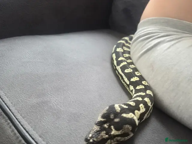 Python Snake reptiles for sale: Female Jungle Python - Advert 1