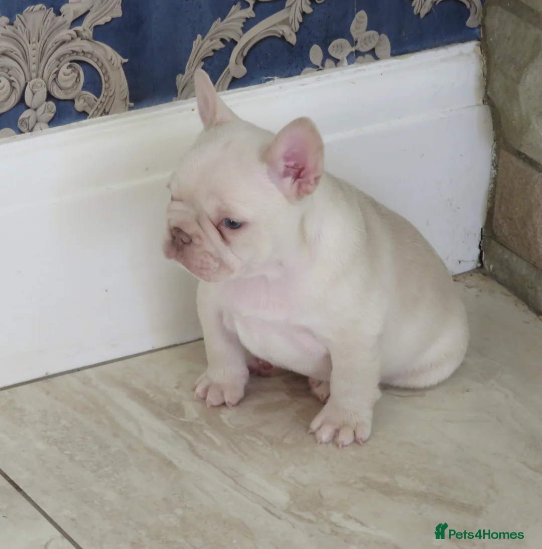 French Bulldog dogs for stud: ISABELLA NEWSHADE AND TAN CREAM CARRIER STUD in Boston - Advert 19