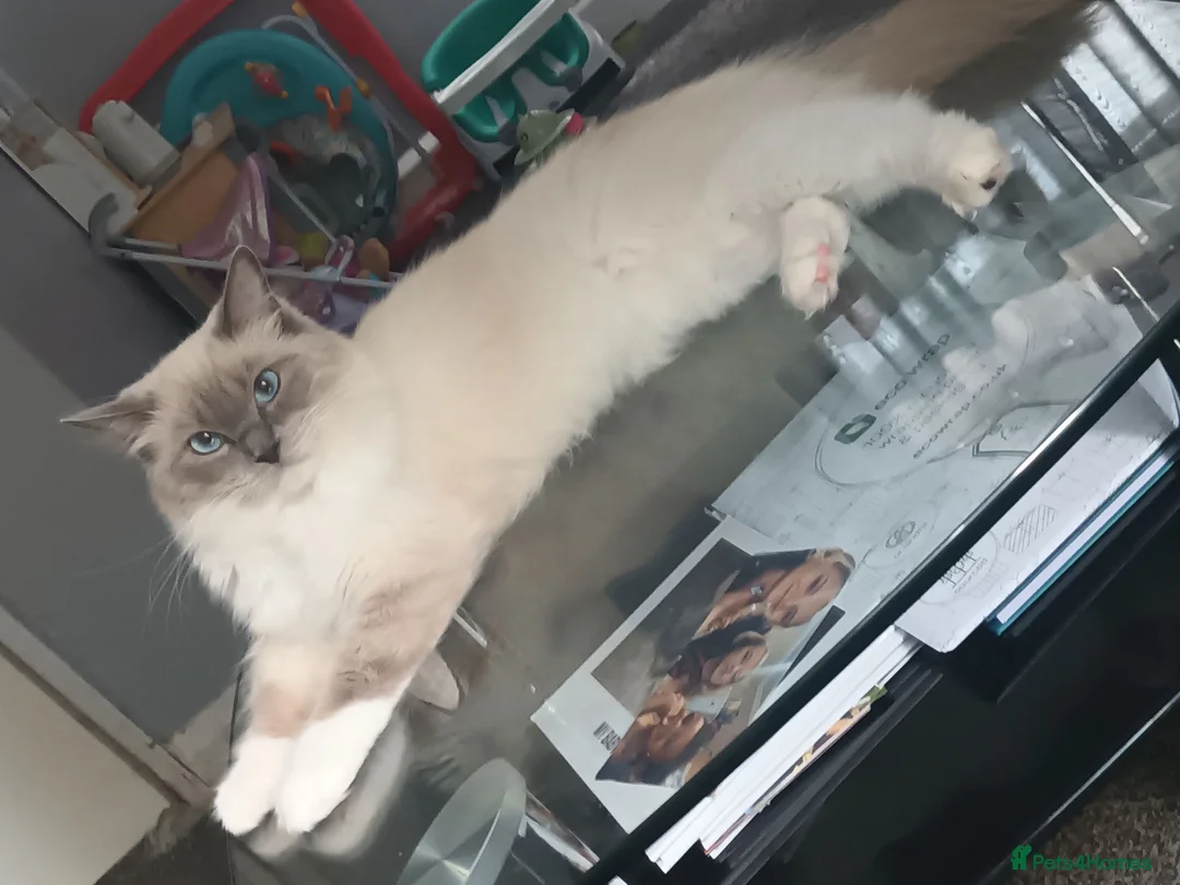 Ragdoll cats for sale: Ragdoll - Advert 2