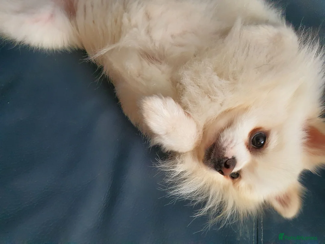 Pomeranian dogs for sale: Male pomeranian age 2  - Advert 3