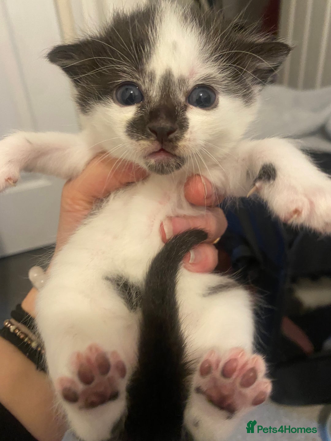 Mixed Breed cats for sale: Beautiful fluffy kittens - Advert 7