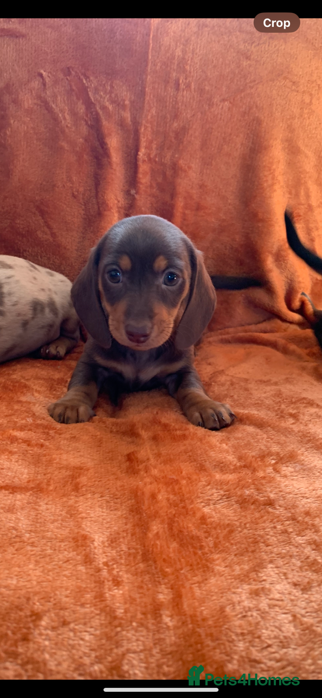 Miniature Dachshund dogs for sale: Minature daschund rainbow litter READY 19th SEPT - Image 17