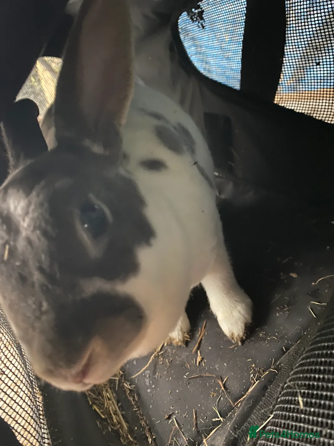 Mixed Breed rabbits for sale: New zealand, rex and mixed doves for sale! - Advert 4