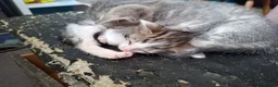 Oriental cats for sale: Beautiful Oriental Cross kittens - Advert 3