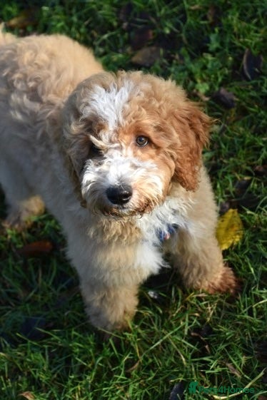 Mixed Breed dogs ❤️Teddy- Australian Golden Double Doodle ❤️ - Advert 3