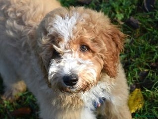 Mixed Breed dogs ❤️Teddy- Australian Golden Double Doodle ❤️ - Advert 11