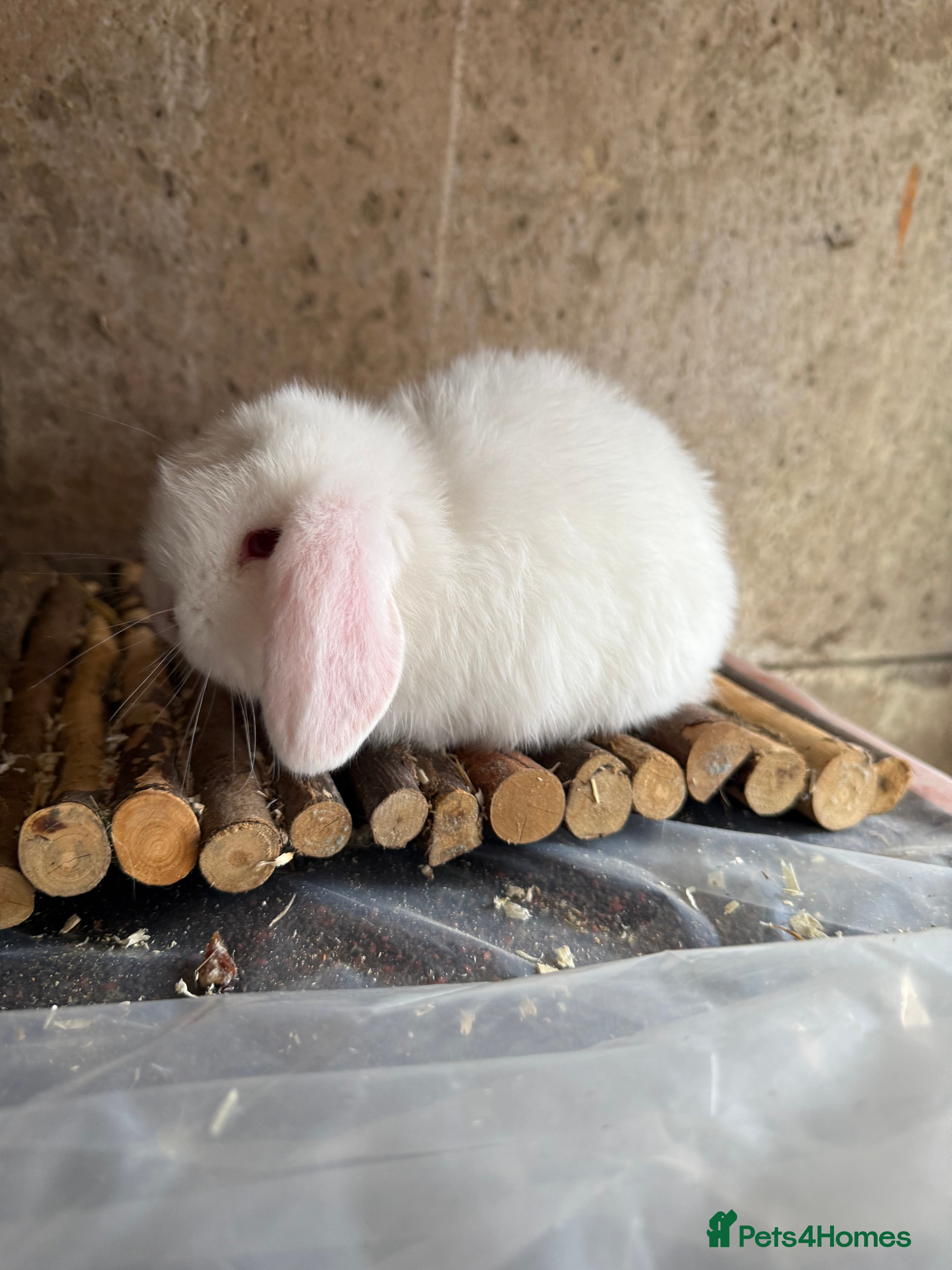 Mini Lop rabbits for sale: 2 READY TO GO - Advert 2