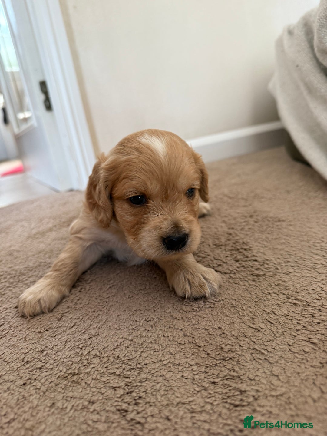Cockapoo dogs for sale: 8 beautiful cockapoo puppies  - Image 14