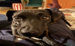 Patterdale Terrier dogs for sale: Patterdale Terrier 5 years F - Image 6